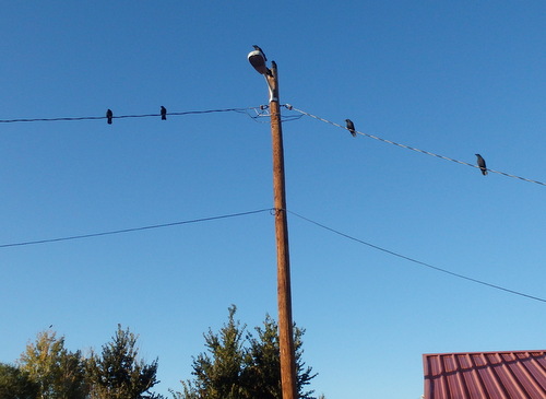 GDMBR: Crows greeted us this morning.